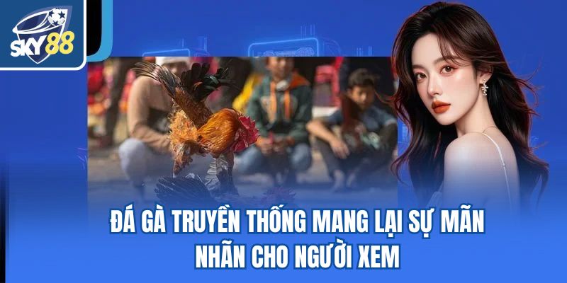 Đá gà truyền thống mang lại sự mãn nhãn cho người xem