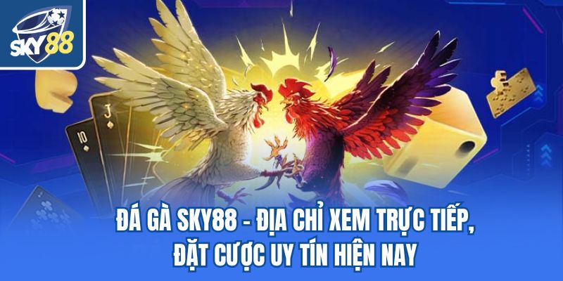 Đá gà Sky88 là sân chơi uy tín hàng đầu